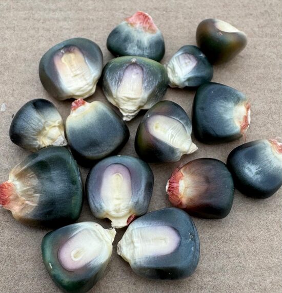 Kukurūza "Oaxacan Green" 10 sēklas